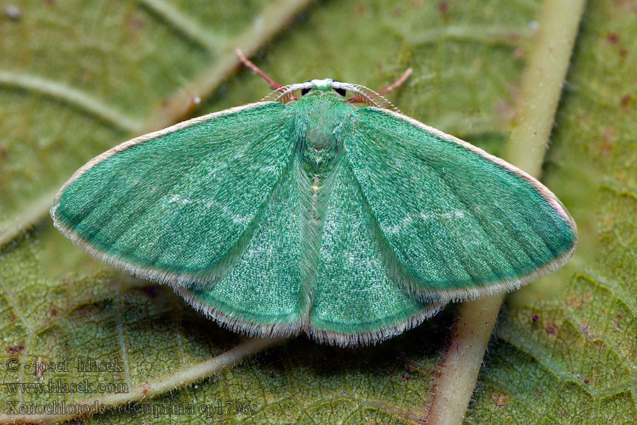 Xenochlorodes olympiaria Smaragdine Philaires
