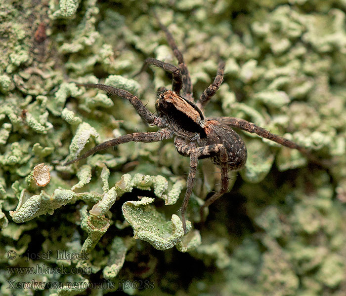 Bosrandwolfspin Waldwolfspinne Xerolycosa nemoralis