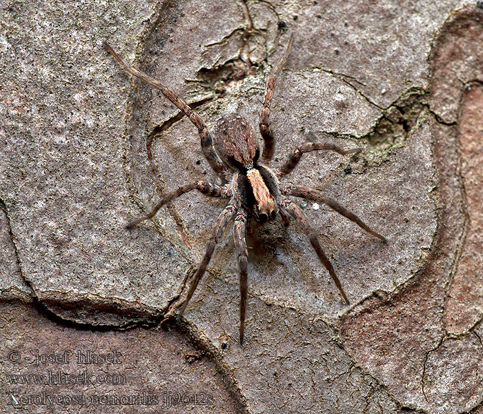 Slíďák světlinový Waldwolfspinne Xerolycosa nemoralis