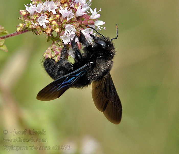 Svartsnickarbi Xylocope violet Tømrerbi Ape legnaiuola  Abejorro carpintero europeo Xylocopa violacea