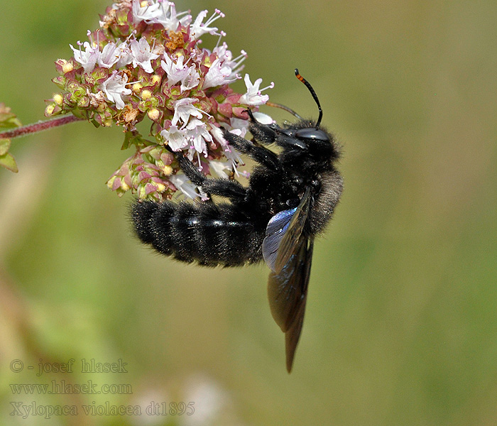 Kék fadongó Drevár fialový Xylocopa violacea