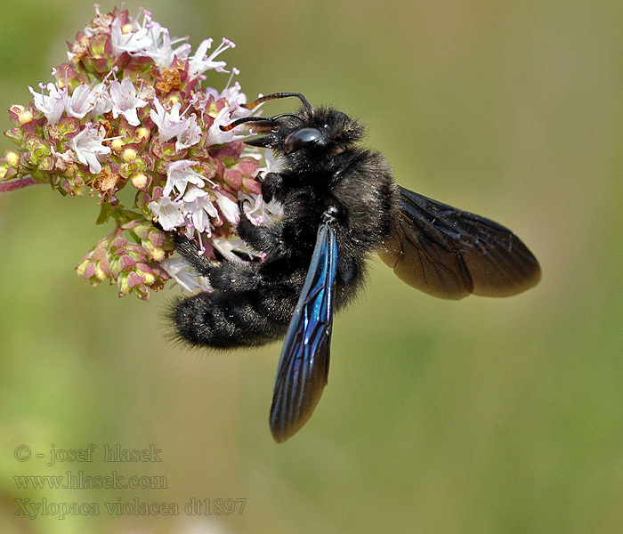 Blauwzwarte houtbij Violet carpenter bee Xylocopa violacea