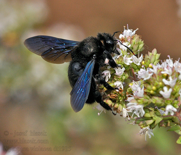 Шмель-плотник фиолетовый Xylocopa violacea