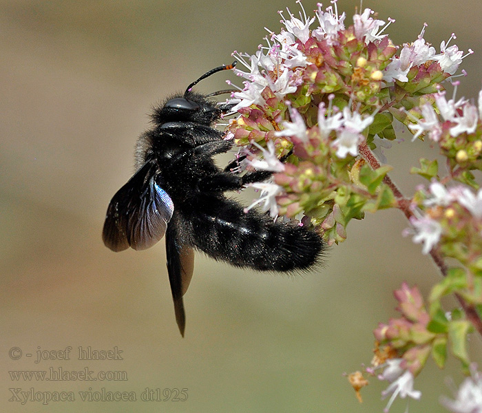 Große Holzbiene Xylocopa violacea