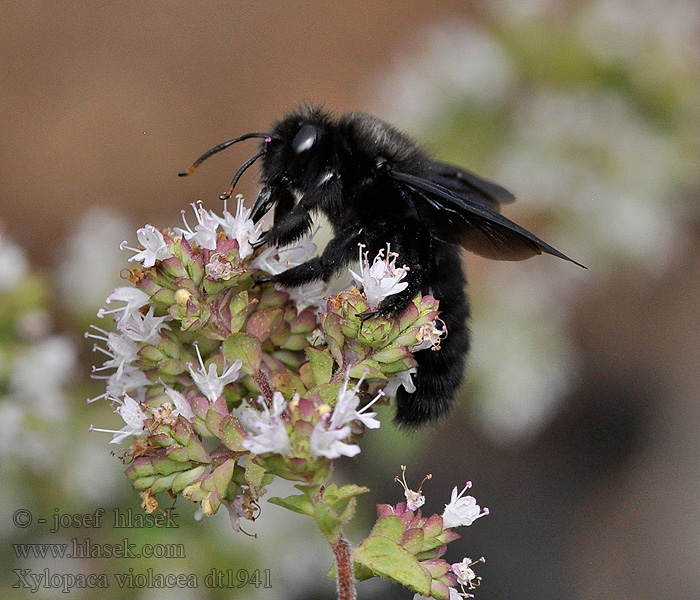 Drvodělka fialová Xylocopa violacea