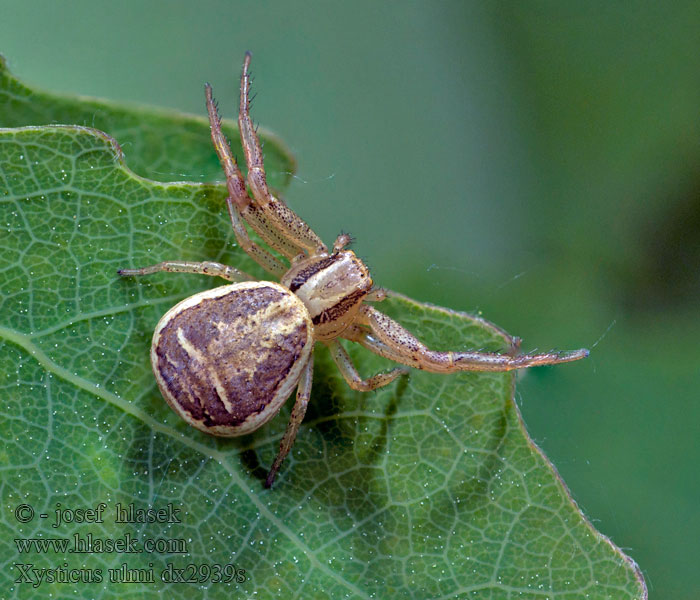 Moeraskrabspin Swamp Crab-spider Xysticus ulmi