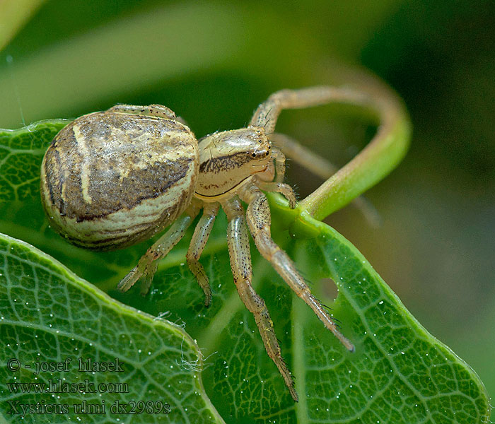 Sumpfkrabbenspinne Xysticus ulmi