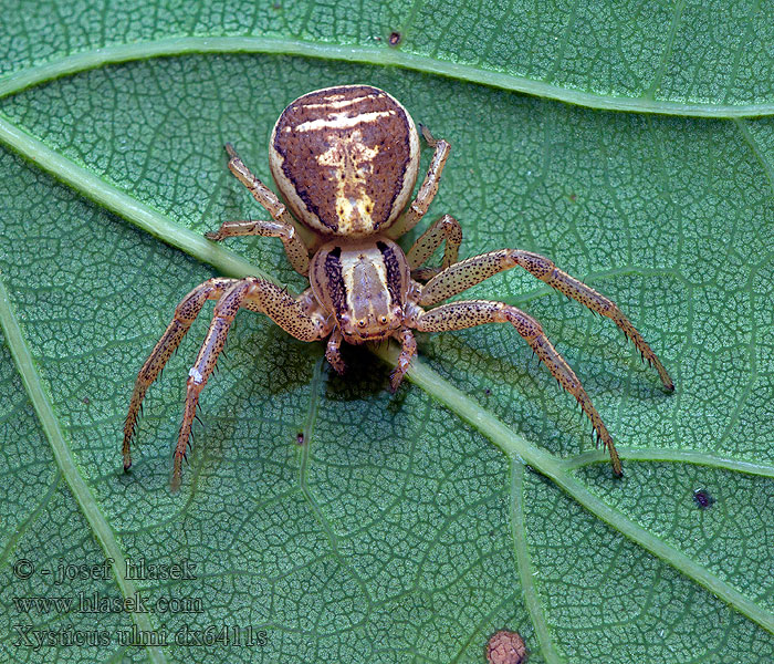 Běžník mokřadní Xysticus ulmi