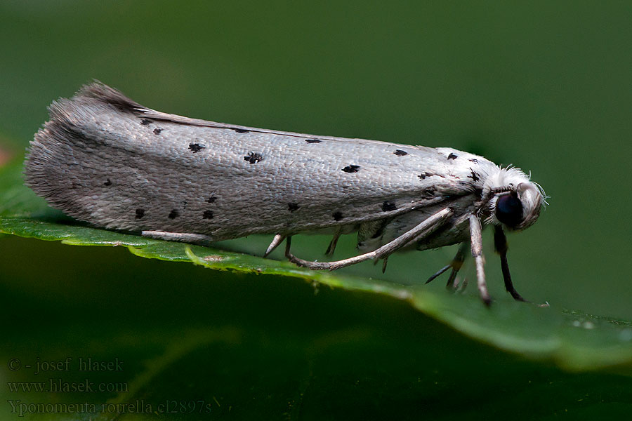 Yponomeuta rorrella Willow Ermine moth