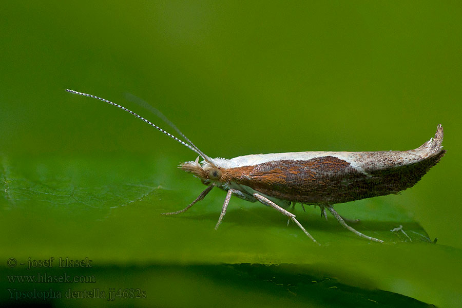 Ypsolopha dentella Člunkovec srpokřídlý Honeysuckle Moth
