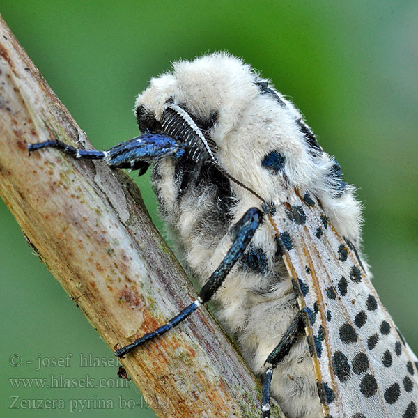 Zeuzera pyrina Torzyśniad kasztanówka Leopard Moth Zeuzere poirier
