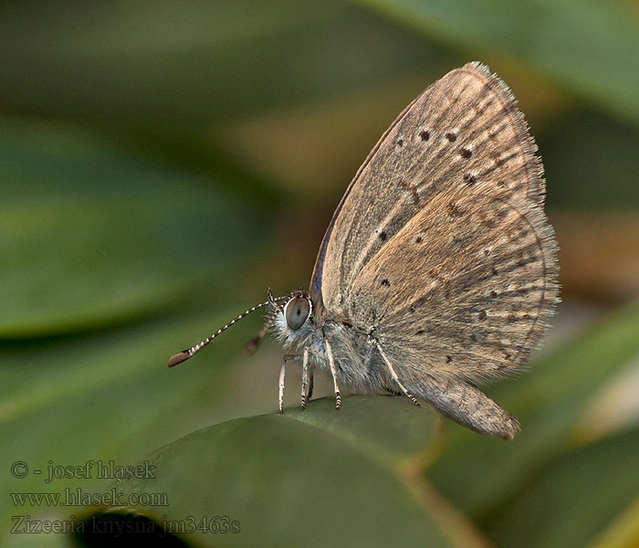 Zizeeria knysna Mariposa Violetilla