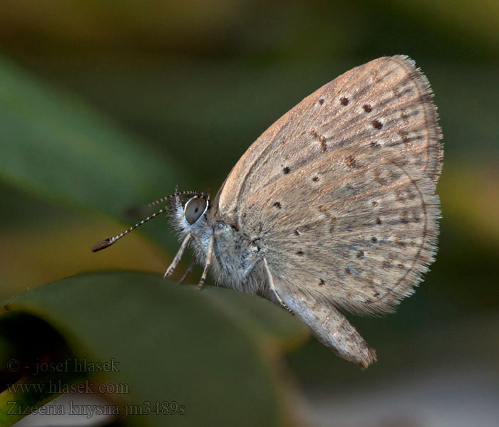 Zizeeria knysna Azuré surelle Amethistblauwtje