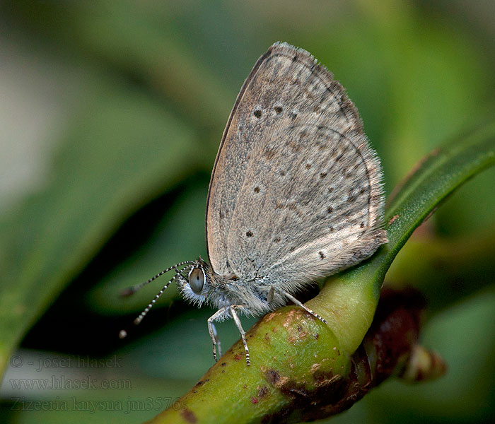 Zizeeria knysna African grass blue